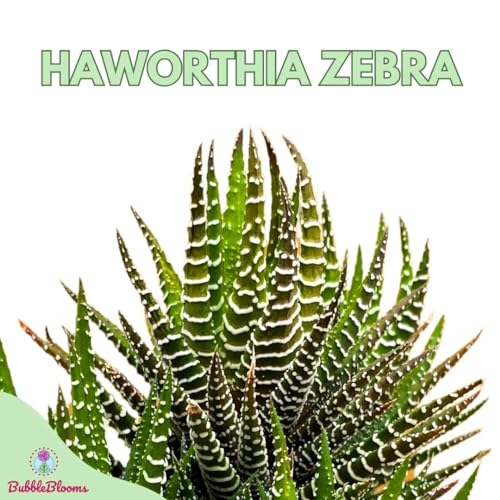 BubbleBlooms Zebra Haworthia, 4 inch Pot Haworthiopsis attenuata