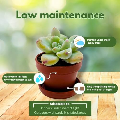 BubbleBlooms Teacup Succulent Assortment, 10 Different Plants, in 1 inch pots with Saucers