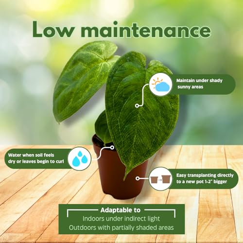 BubbleBlooms Syngonium Chapense in a 2 inch Pot Tiny Minie Pixie Plant