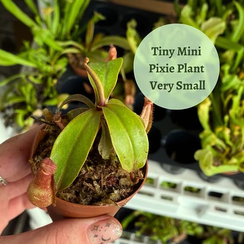 BubbleBlooms Winged Pitcher Plant, Carnivorous, in 2 inch Pot