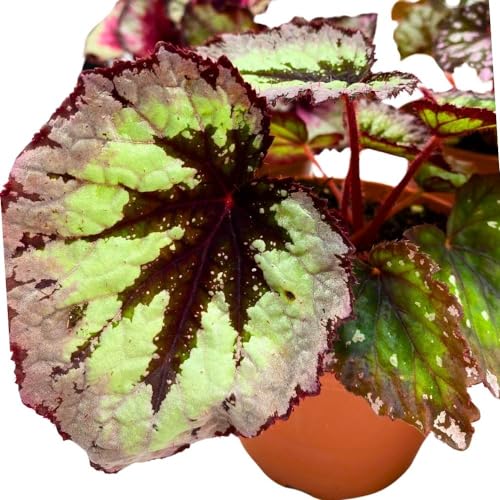 Harmony Foliage Harmony's Begonia Rex Assortment, 4 inch 5 Different Colorful Rex Begonias
