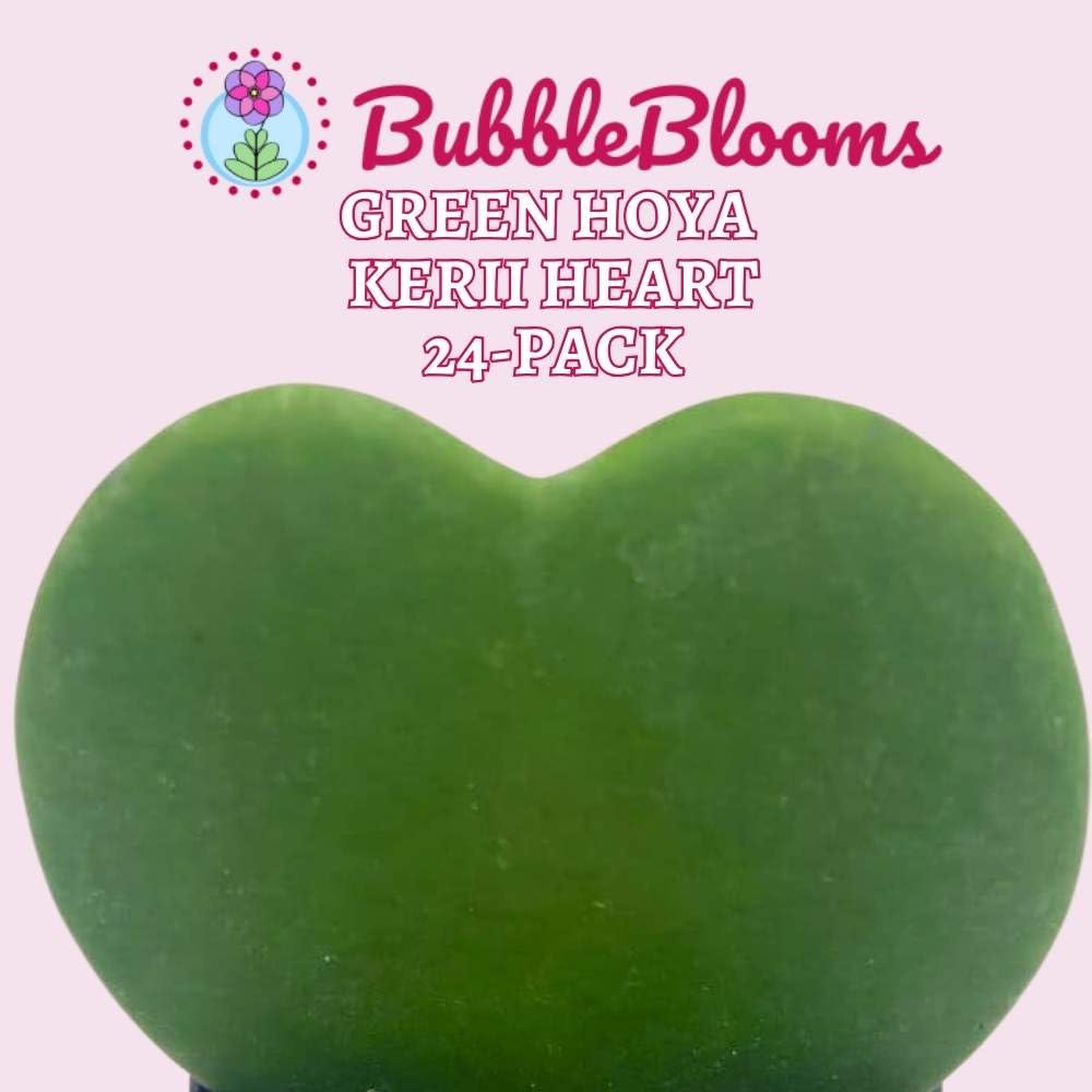 Hoya Kerrii Green Heart 24-Pack 2 inch Single Leaf No Node Sweetheart Mother's Day Valentine's Day Plant