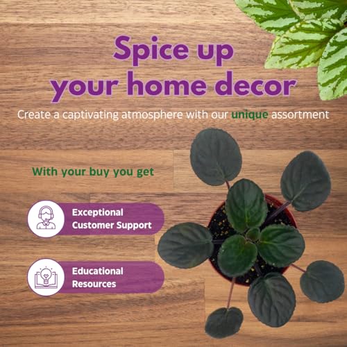 Harmony Foliage African Violet Buckeye Kindred Spirit 4 inch Pink Flower