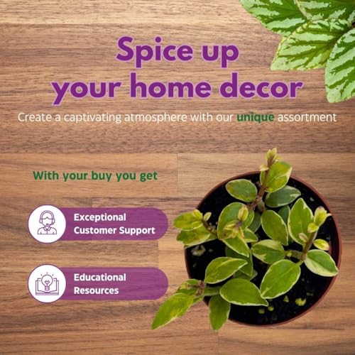 Harmony Foliage Columnea Goldfish Plant Assortment Set of 3 in a 2 inch Pot