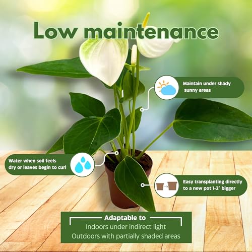 BubbleBlooms Anthurium Assortment 2 inch Set of 3