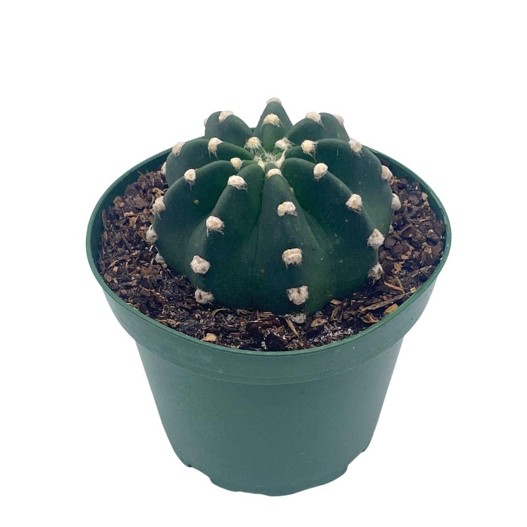 Easter Lily Cactus, Echinopsis subdenudata, Domino Cactus, in a 4 inch Pot