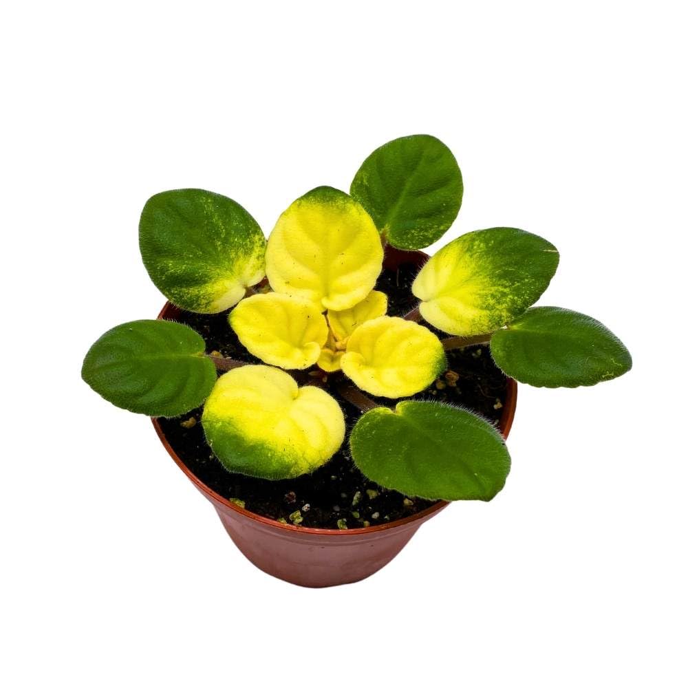 Variegated African Violet Key Lime Treat, 4 inch, Saintpaulia Gesneriads