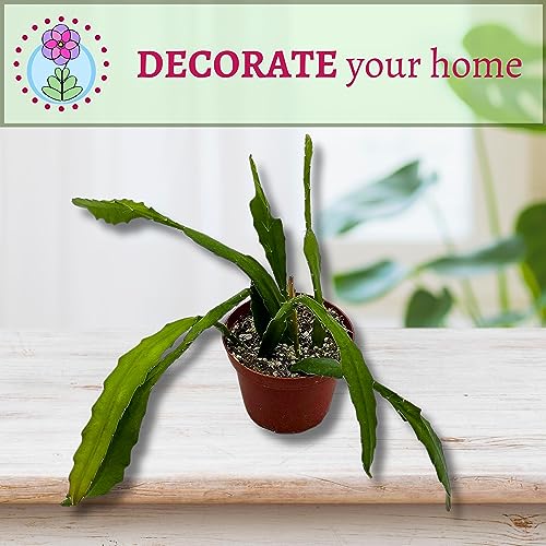 BubbleBlooms Epiphyllum Orchid Cactus in a 4 inch Pot Disocactus ackermannii,