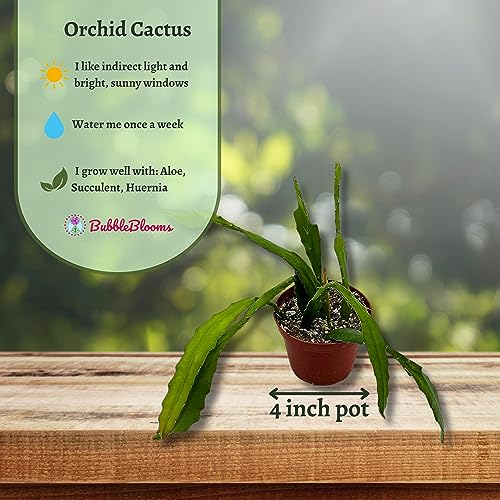 BubbleBlooms Epiphyllum Orchid Cactus in a 4 inch Pot Disocactus ackermannii,