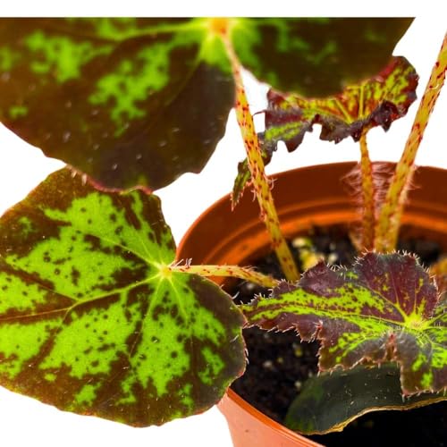 BubbleBlooms Begonia U578 4 inch Rhizomatous Begonia Rhizo Black Green Jagged Spotted