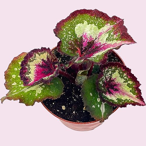 Harmony's First Kiss Series, Begonia Rex 4 inch Pot, Pink Center and Band, Green White Splash grower's Choice