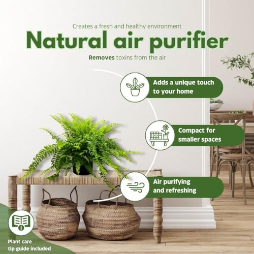 BubbleBlooms Boston Fern, in a 6 inch Pot, Nephrolepis exaltata,