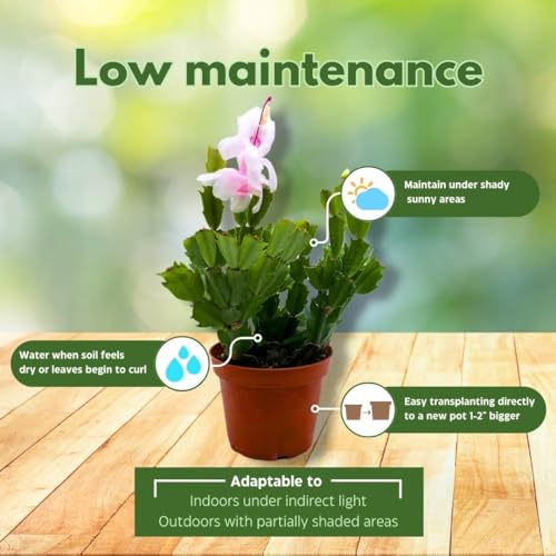 BubbleBlooms Christmas Cactus, 4 inch Xmas Thanksgiving Easter Holiday Schlumbergera Cacti Pink Red White Assorted Flower