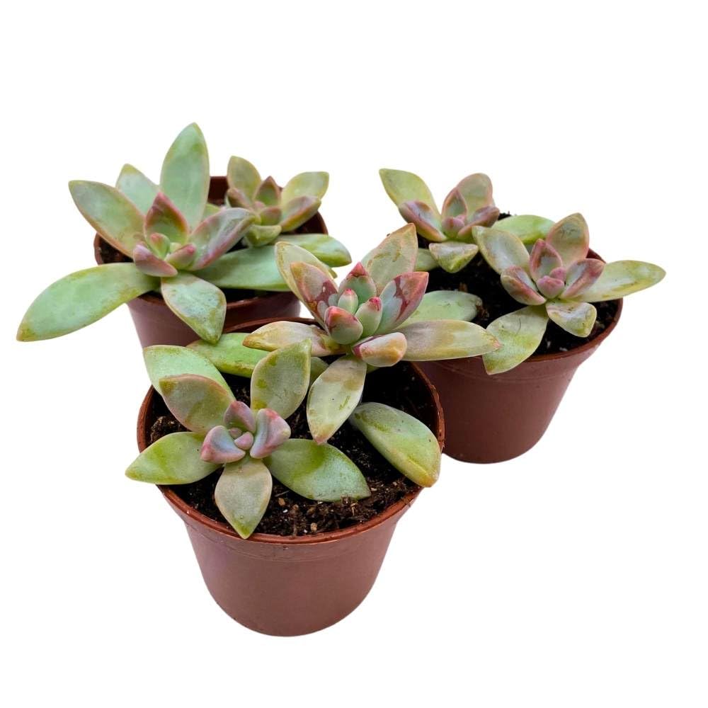 Graptoveria Blue Pearl, 2 inch Set of 3, Pink Tipped Succulent Tiny Mini Pixie