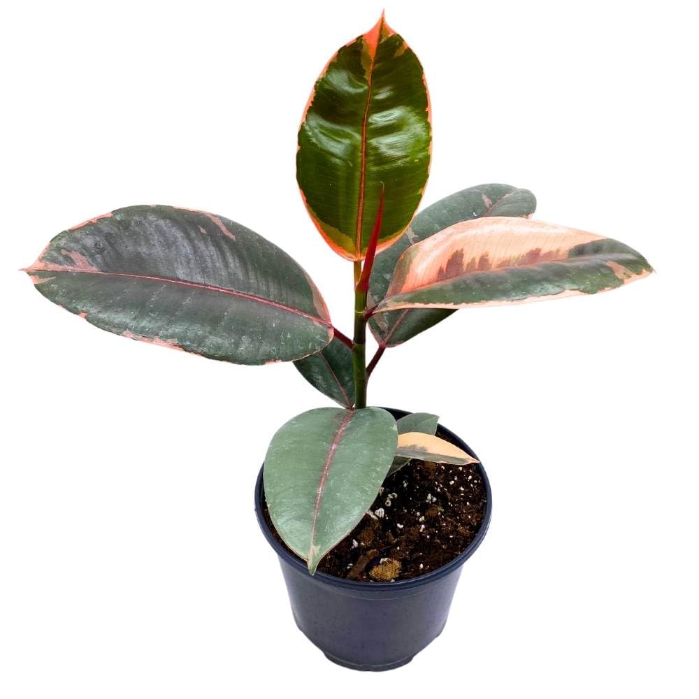 Ficus elastica Ruby Tricolor 6 inch India Rubber Tree Decora Fig Plant