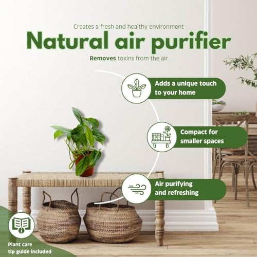 BubbleBlooms Monstera Siltepecana, Silver Leaf Monstera in 4 inch Pot