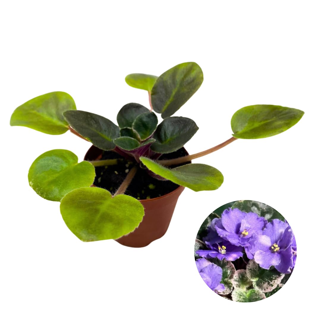 Harmony Foliage Mini African Violet Rob's Outer Orbit, 2 inch Purple Flower