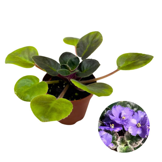 Harmony Foliage Mini African Violet Rob's Outer Orbit, 2 inch Purple Flower