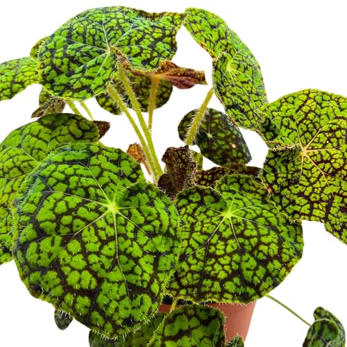 Harmony Foliage Begonia Lynda Evans 6 inch Rhizomatous