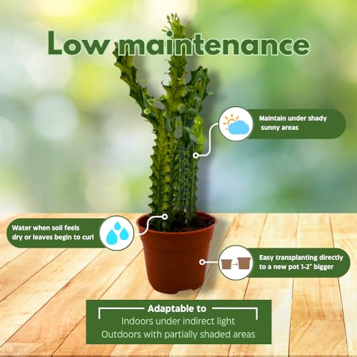 BubbleBlooms Variegated African Milk Tree in a 4 inch Pot Tricolor Green and White Euphorbia Trigona