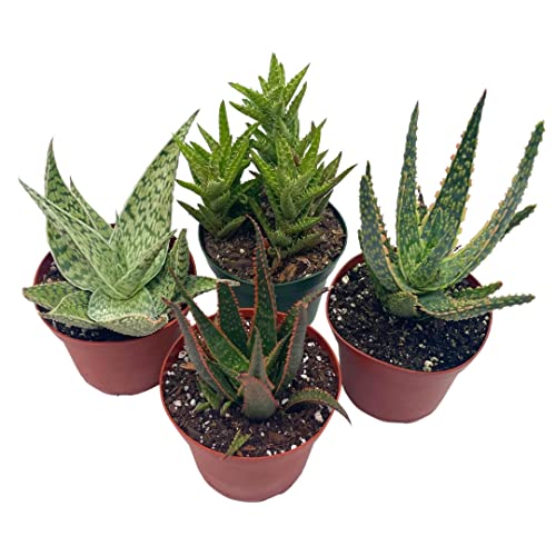 BubbleBlooms Aloe Assortment, Aloe Vera Variety Set of 4 in 4 inch pots, Barbados Cape Plant Gift Asphodelaceae
