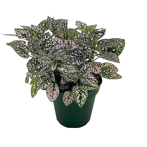 BubbleBlooms Pink Hypoestes Phyllostachya in a 4 inch Pot Polka Dot Flamingo Plant