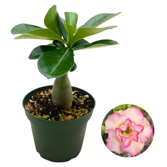 BubbleBlooms Desert Rose Pink Pearl in a 4 inch Pot Extremely Rare Flower