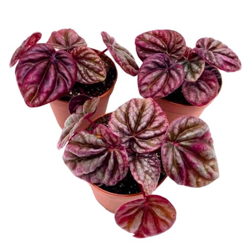 Harmony Foliage Peperomia Luna Red, 2 inch Set of 3, Red Emerald Ripple Pep Caperata