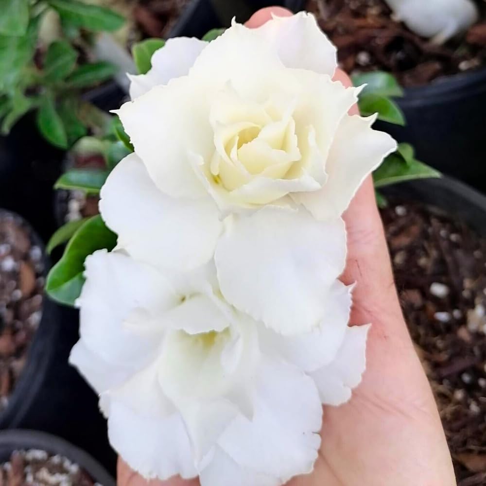 BubbleBlooms Desert Rose White Dolphin in a 4 inch Pot Extremely Rare Flower