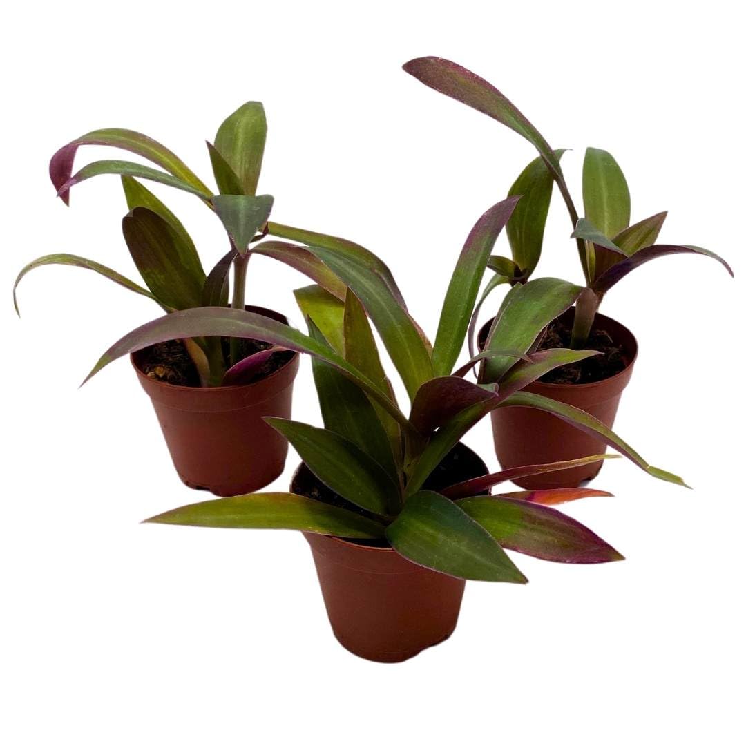 BubbleBlooms Tradescantia spathacea Oyster Plant Set of 3 in 2 inch pots Mini Cradle Boat Lily Moses-in-The-bullrushes