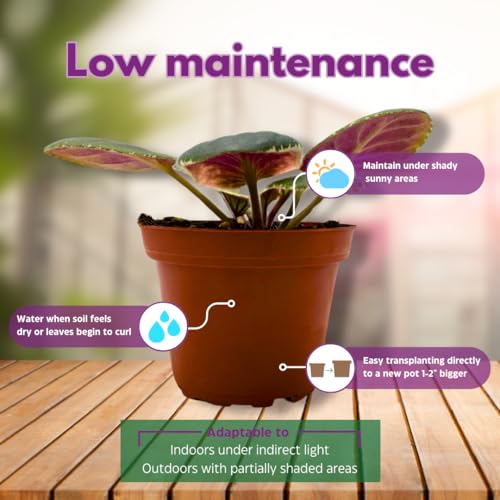 Harmony Foliage African Violet Raspberry Rain Variegated 4 inch Red Flower