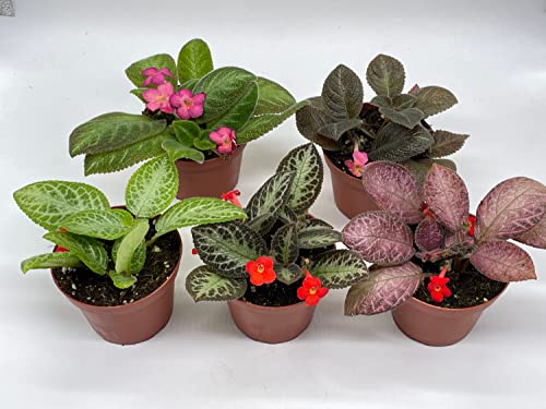 BubbleBlooms Flame Violet, Episcia Cupreata Assortment Set 4 inch pots 5 Different Velvet Plants