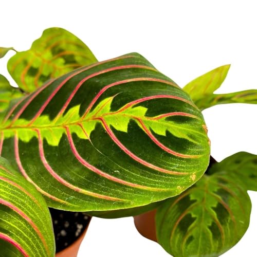 BubbleBlooms Maranta leuconeura Tricolor, 2 inch Set of 3, Prayer Plant Tiny Mini Pixie