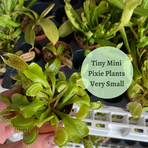 BubbleBlooms Red Venus Fly Trap, Carnivorous Plant, Venus's Flytrap, Dionaea muscipula, Fine Comb Saw Tooth, 2 inch Pot