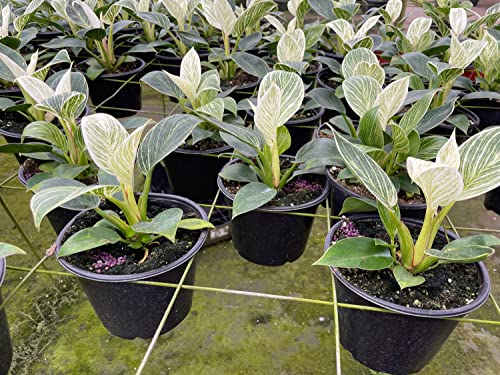 BubbleBlooms Philodendron Birkin, White Wave in a 6 inch Pot Mermaid Tail