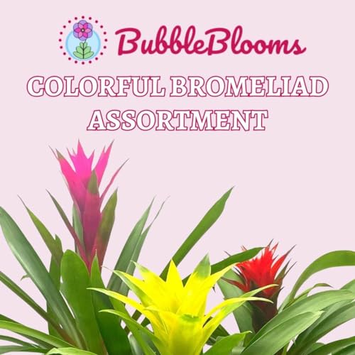 BubbleBlooms Colorful Bromeliad Assortment, 4 inch Set of 3, Guzmania Variety