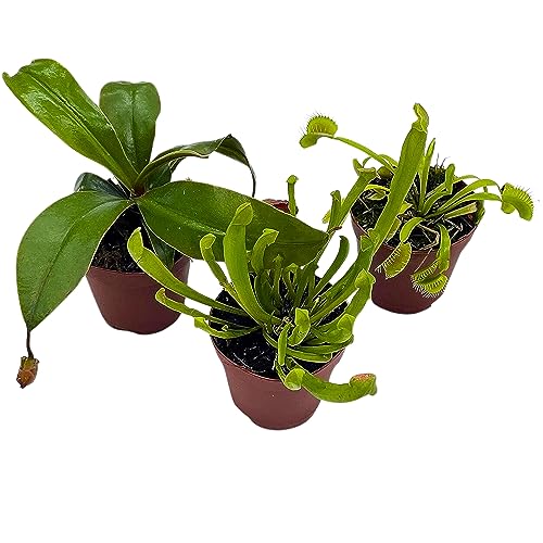 BubbleBlooms Carnivorous Plant Assortment Set, 3 Different Plant Species in 2 inch Pots