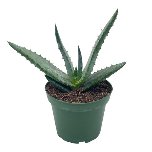 Aloe Ferox 'Cape' Bitter Aloe, in 4 inch Pot