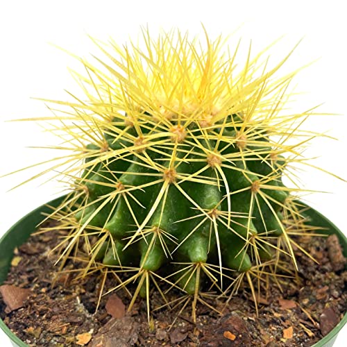 BubbleBlooms Golden Barrel Cactus in a 6 inch Pot Echinocactus Grusonii, Gold Ball Cacti