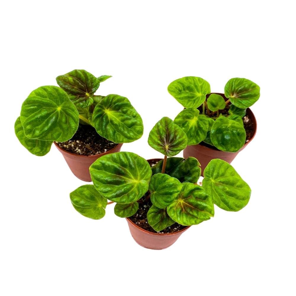 Peperomia Emerald Ripple Dark Green, 2 inch Set of 3, Pep Caperata