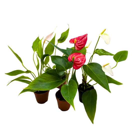 BubbleBlooms Anthurium Assortment in 2 inch Pots Set of 3 Flowering Plants