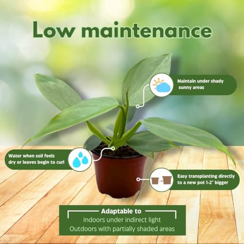 BubbleBlooms Philodendron Silver Sword in a 4 inch Pot