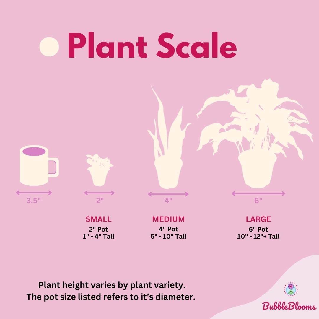 Alocasia Jacklyn, Alocasia Tandurusa in 2 inch Pot