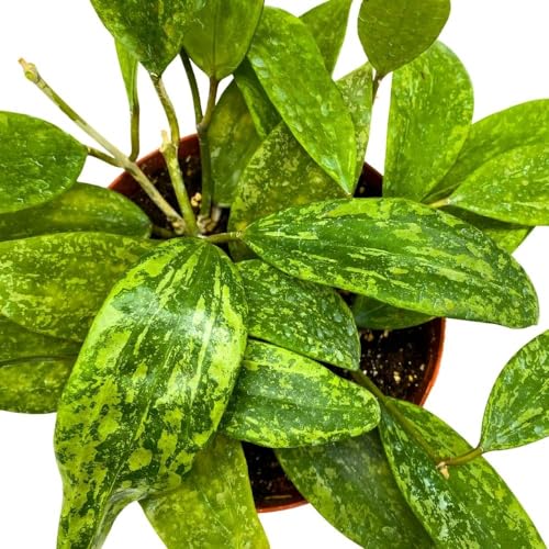 BubbleBlooms Hoya Rangsan, 6 inch Latifolia, Pink Flower Vining Wax Plant