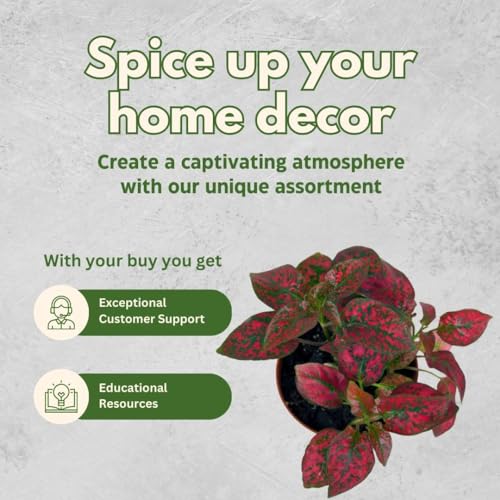 BubbleBlooms Red Hypoestes phyllostachya 2 inch Set of 3 Flamingo Polka Dot Plant Tiny Mini Pixie Plants