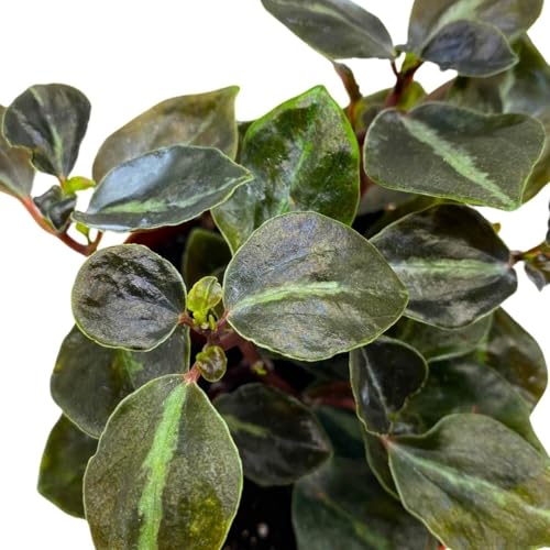 Harmony Foliage Peperomia Metallica Colombiana 4 inch