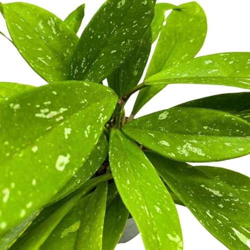 BubbleBlooms Hoya Pubicalyx in a 4 inch Pot Silver Speckled Splash