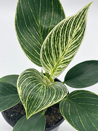 BubbleBlooms Philodendron Birkin in a 4 inch Pot White Wave, Mermaid's Tail