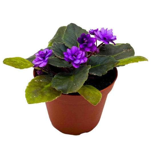 Harmony Foliage African Violet Fisherman's Paradise 4 inch Gesneriad