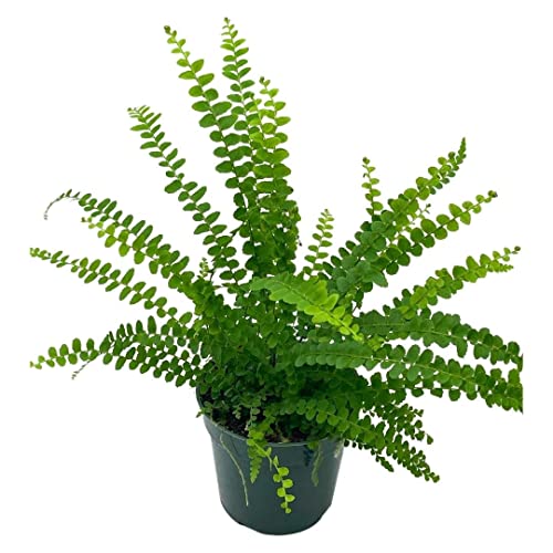 BubbleBlooms Lemon Button Dwarf Boston Fern in a 4 inch Pot Nephrolepis exaltata